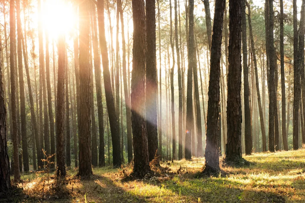Hutan Pinus Mangunan